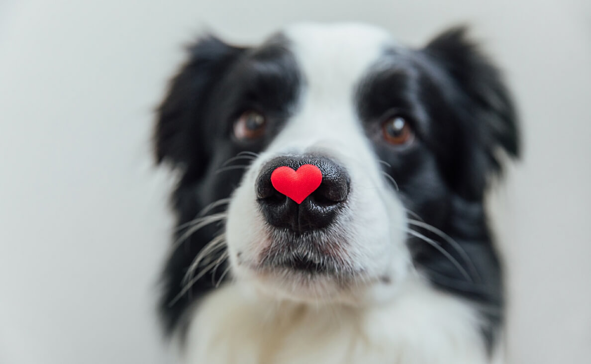 Understanding Your Dog's Love Language: Heartwarming Ways to Strengthen Your Bond