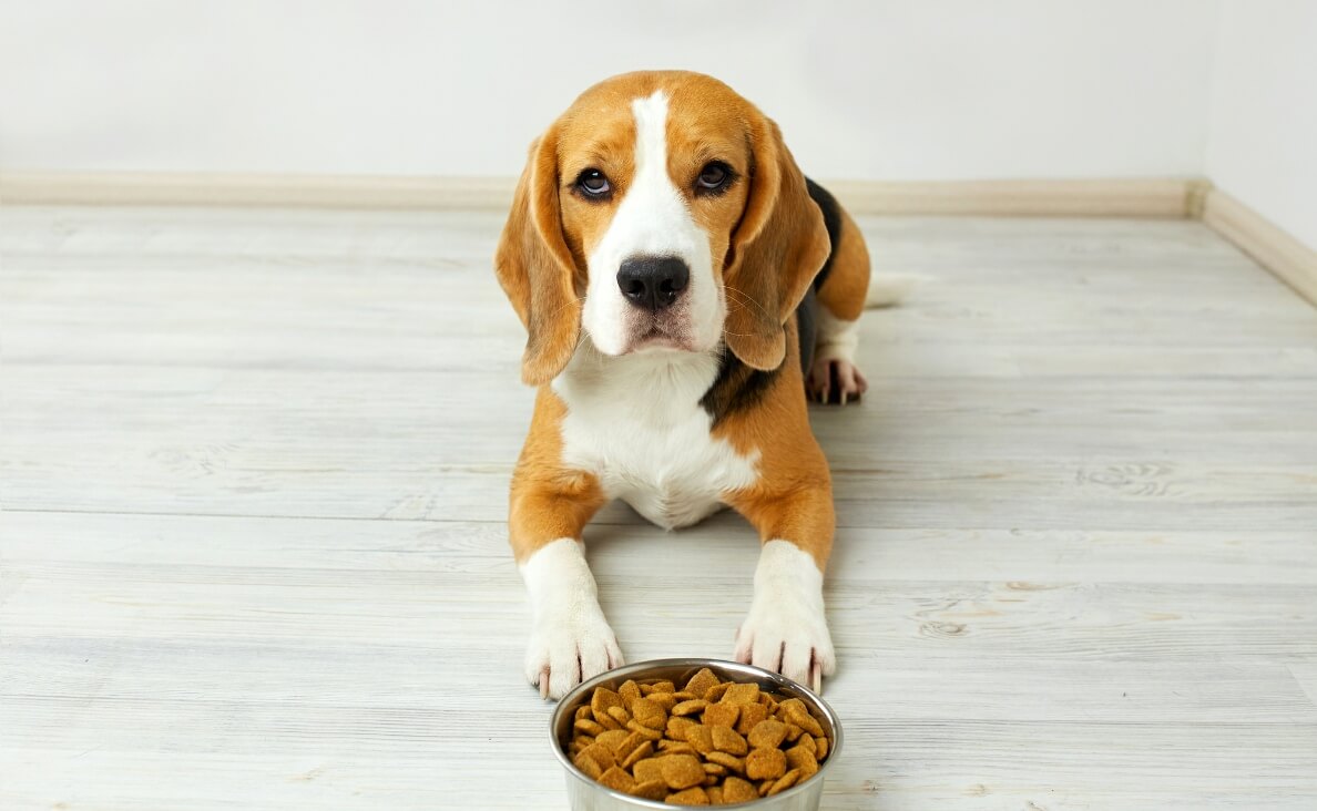 DOG FOOD SENSITIVITIES - beagle and food