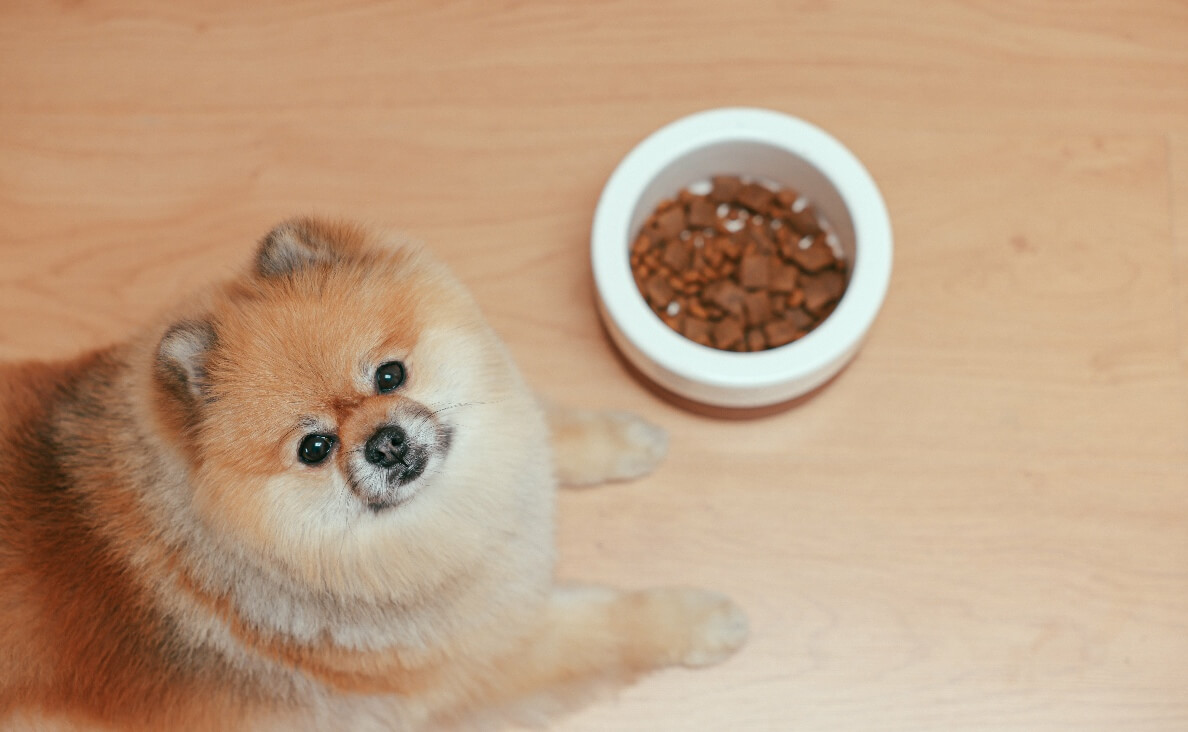 DOG FOOD SENSITIVITIES - pomeranian and food