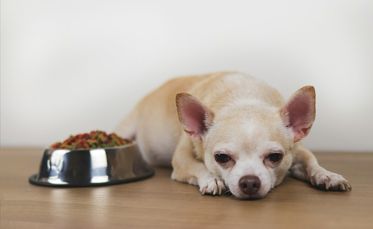 Understanding and Managing Dog Food Sensitivities