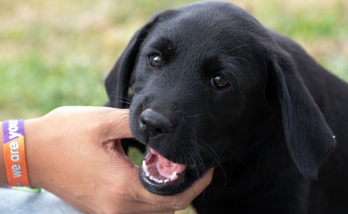 WHY DOGS NIP - BLACK LAB PUPPY