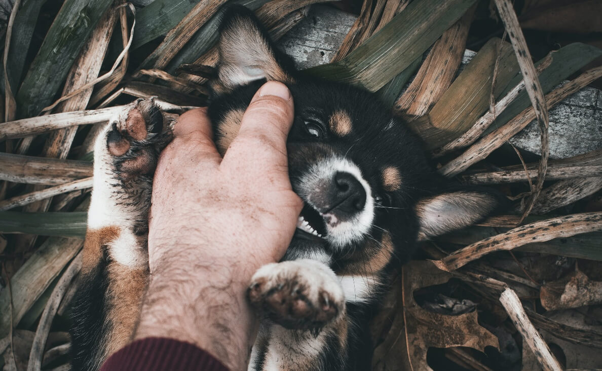 WHY DOGS NIP - FUZZY TRI-COLORED PUPPY