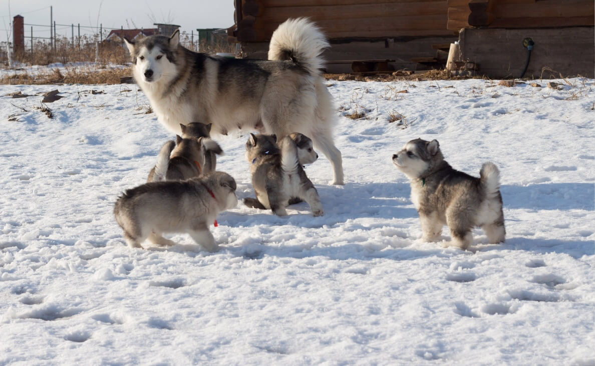 WHY DOGS NIP - husky mother and puppies