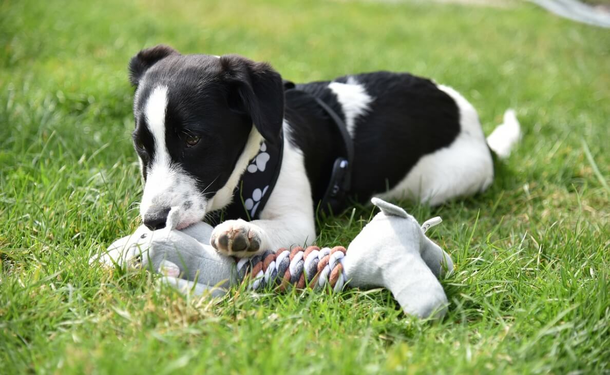 WHY DOGS NIP - puppy chewing on toy