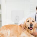 Separating Fact and Fiction About the Surge in Canine Respiratory Illness