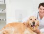 Separating Fact and Fiction About the Surge in Canine Respiratory Illness