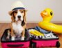 Essentials to Pack When Boarding Your Dog