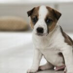 5 Tips to Fix Your Puppy Potty Training Problems