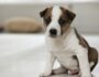 5 Tips to Fix Your Puppy Potty Training Problems
