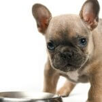 Why Isn't My Puppy Eating?