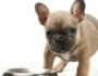 Why Isn't My Puppy Eating?
