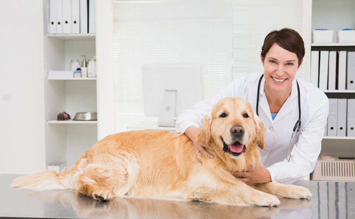 CANINE RESPIRATORY ILLNESS