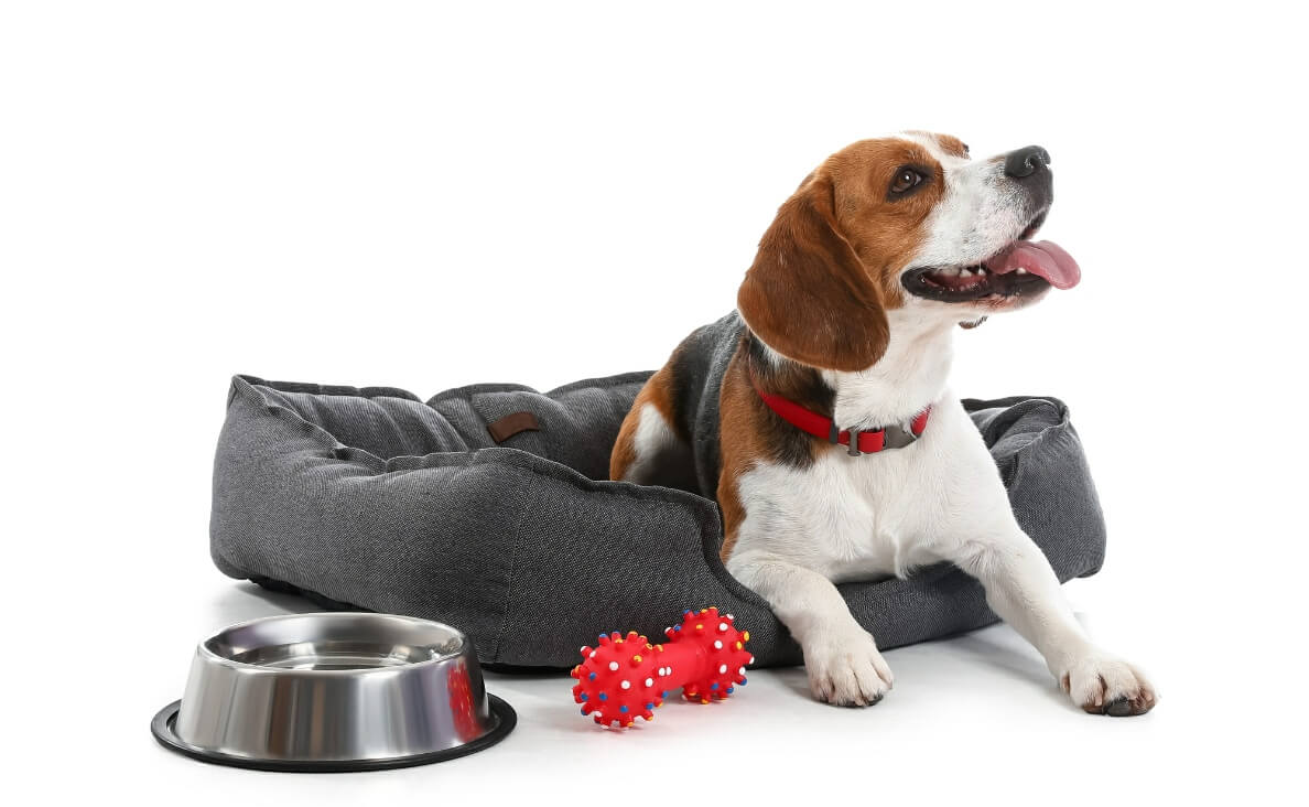 ESSENTIALS TO PACK - beagle on dog bed with food bowl and toy