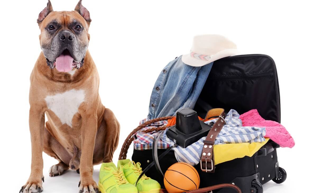boxer dog sitting next to packed suitcase