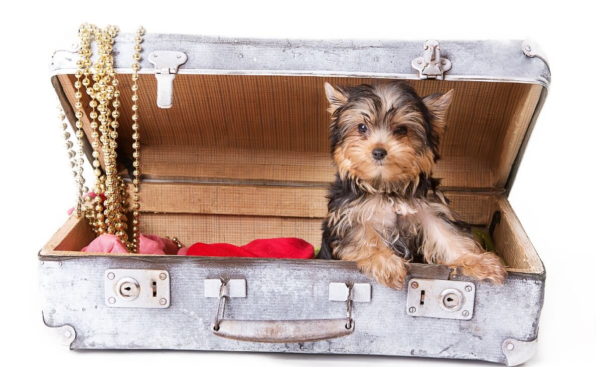 ESSENTIALS TO PACK - cairn terrier in suitcase