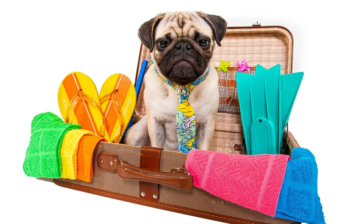 ESSENTIALS TO PACK - pug dog packed for summer vacation