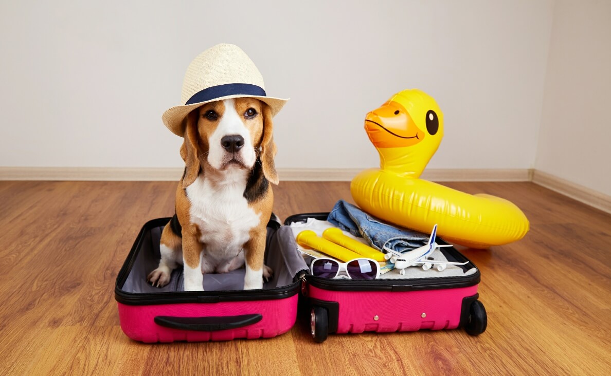 Essentials to Pack When Boarding Your Dog