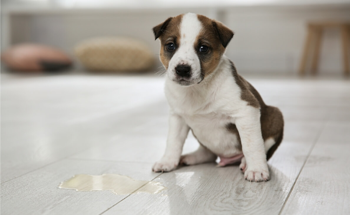 5 Tips to Fix Your Puppy Potty Training Problems