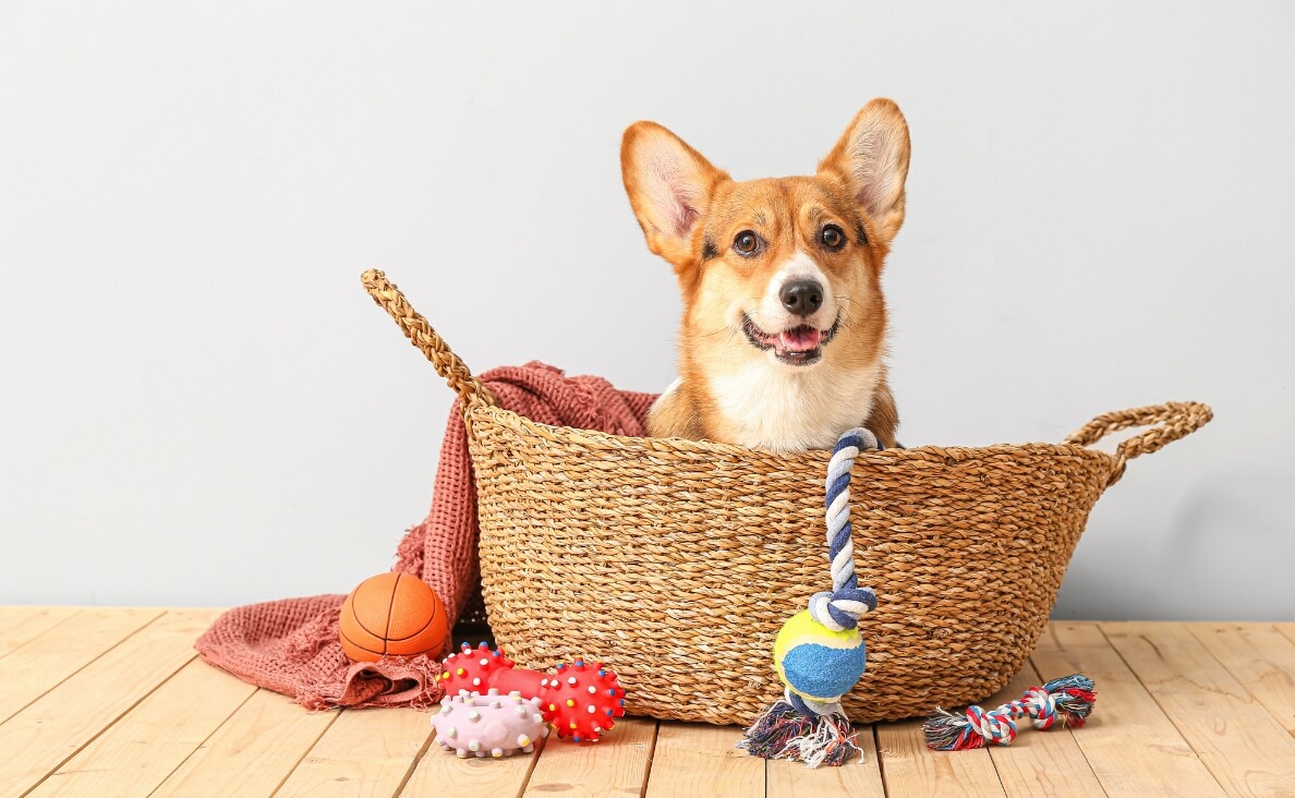 CLEAN HOUSE WITH DOGS - dog toy basket