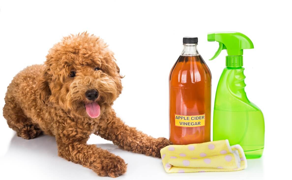 CLEAN HOUSE WITH DOGS - pet friendly cleaning solution