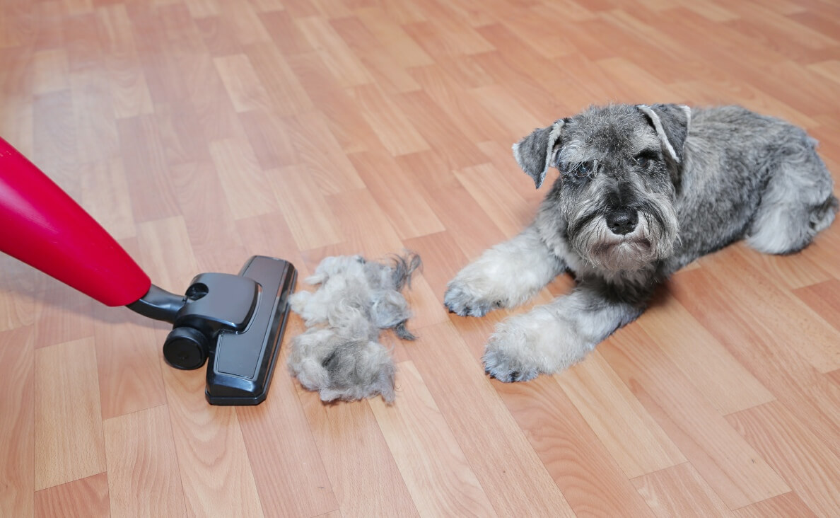 17 Tips for Keeping a Clean House With Dogs