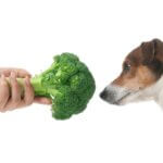 Can Dogs Eat Broccoli? Safe Ways to Add Vegetables to Your Dog's Diet