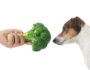 Can Dogs Eat Broccoli? Safe Ways to Add Vegetables to Your Dog's Diet