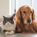 10 Tips to Stop Dog Aggression Towards Cats
