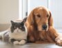 10 Tips to Stop Dog Aggression Towards Cats