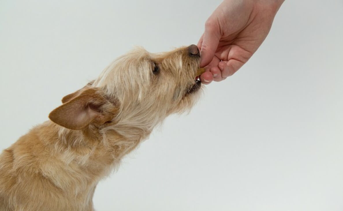 CAN DOGS EAT BROCCOLI - cairn terrier taking food from someone's hand