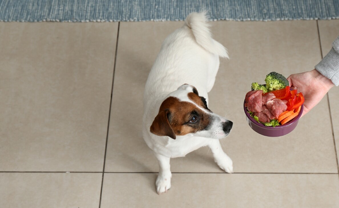 CAN DOGS EAT BROCCOLI - jack russell dog eating a bowl of vegetables