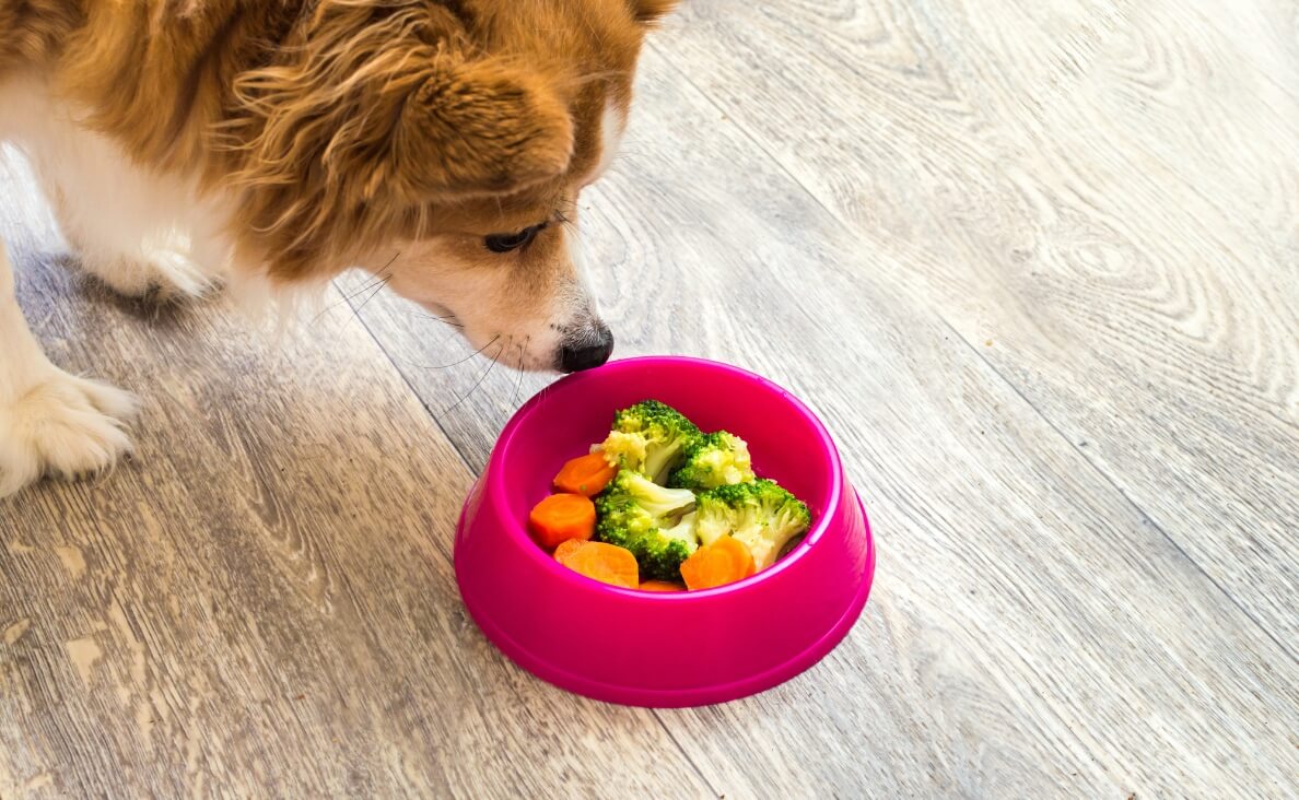 Understanding the Benefits of Vegetables for Dogs