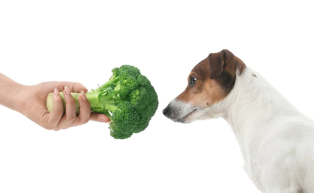 Can Dogs Eat Broccoli? Safe Ways to Add Vegetables to Your Dog's Diet