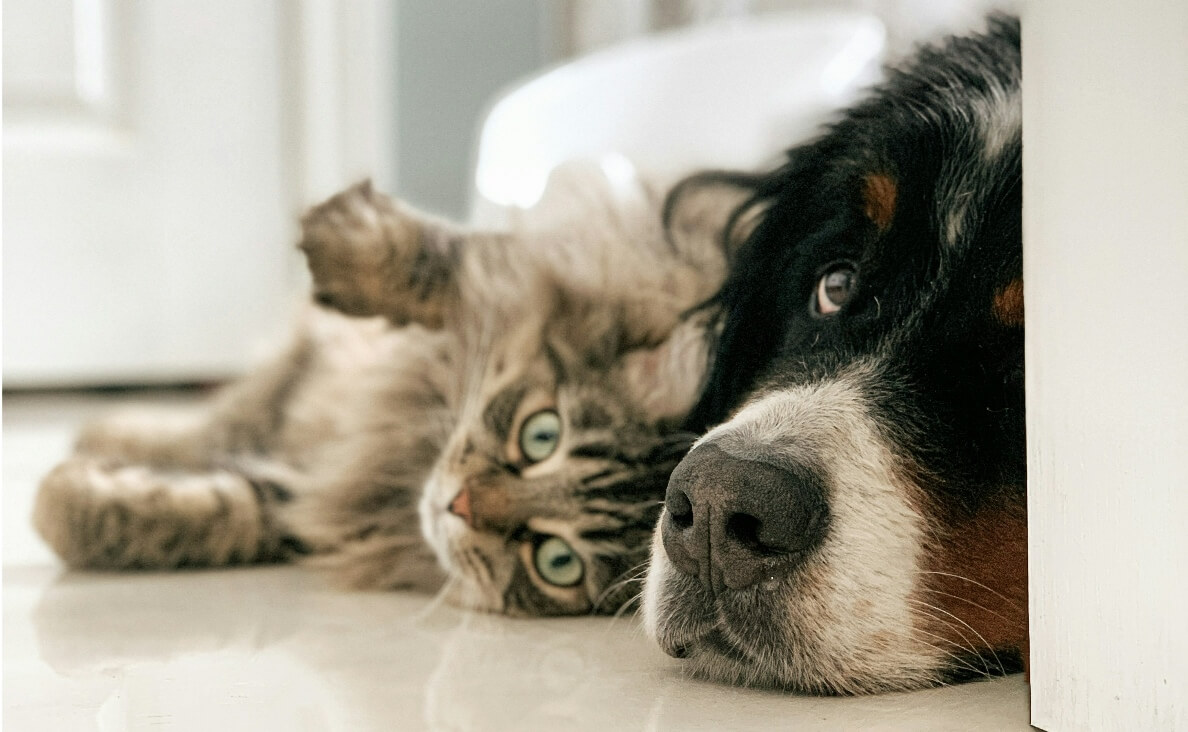 DOG AGGRESSION TOWARDS CATS - black and gray tabby cat and bernese mountain dog snuggling