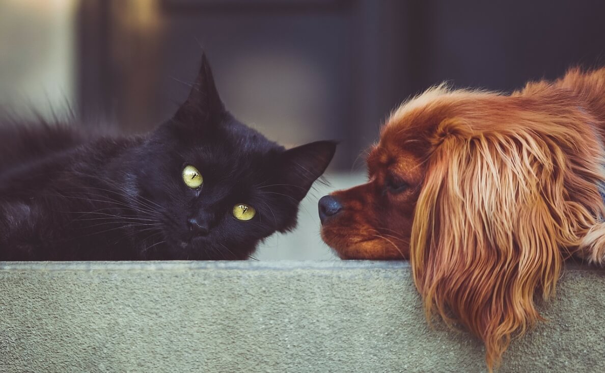 DOG AGGRESSION TOWARDS CATS - black cat and irish setter puppy