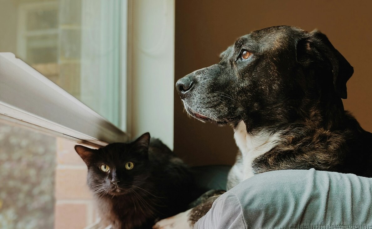 DOG AGGRESSION TOWARDS CATS - brindle dog and black fluffy cat