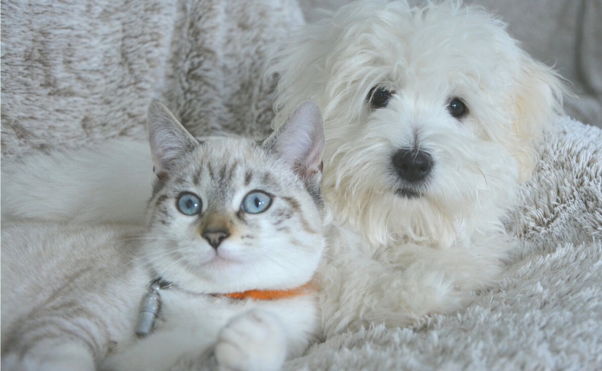 DOG AGGRESSION TOWARDS CATS - white cat and white bichon frise