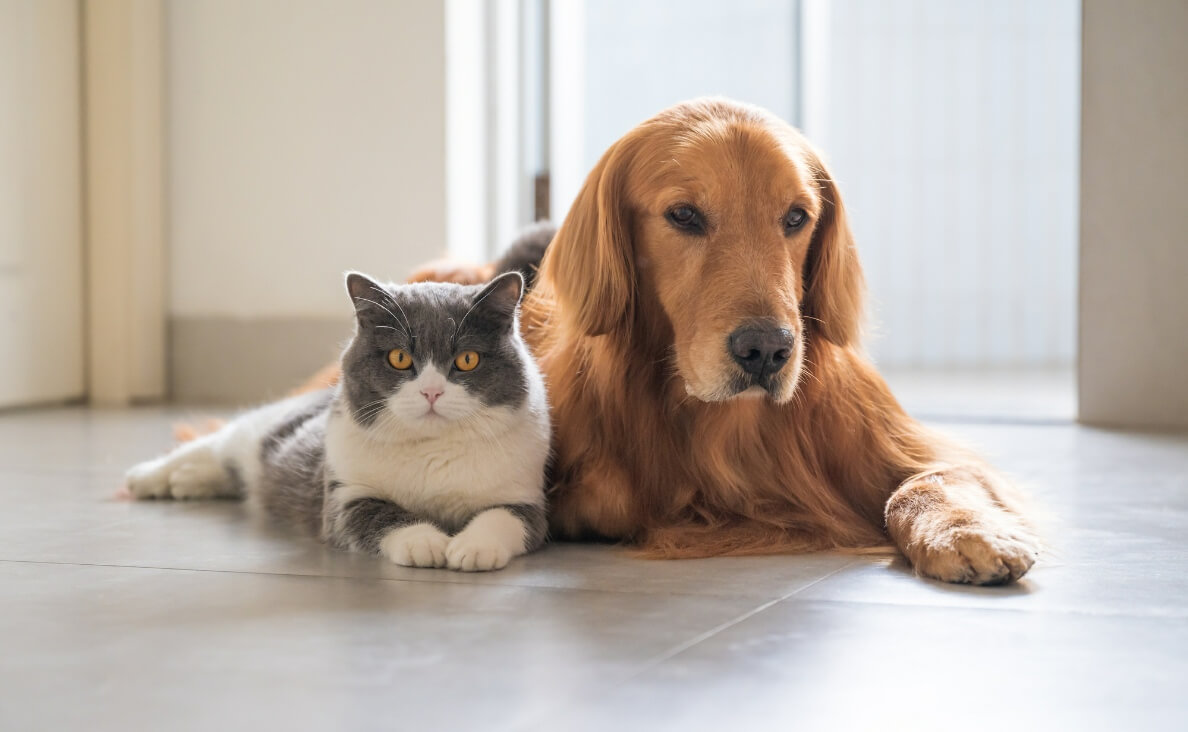 10 Tips to Stop Dog Aggression Towards Cats