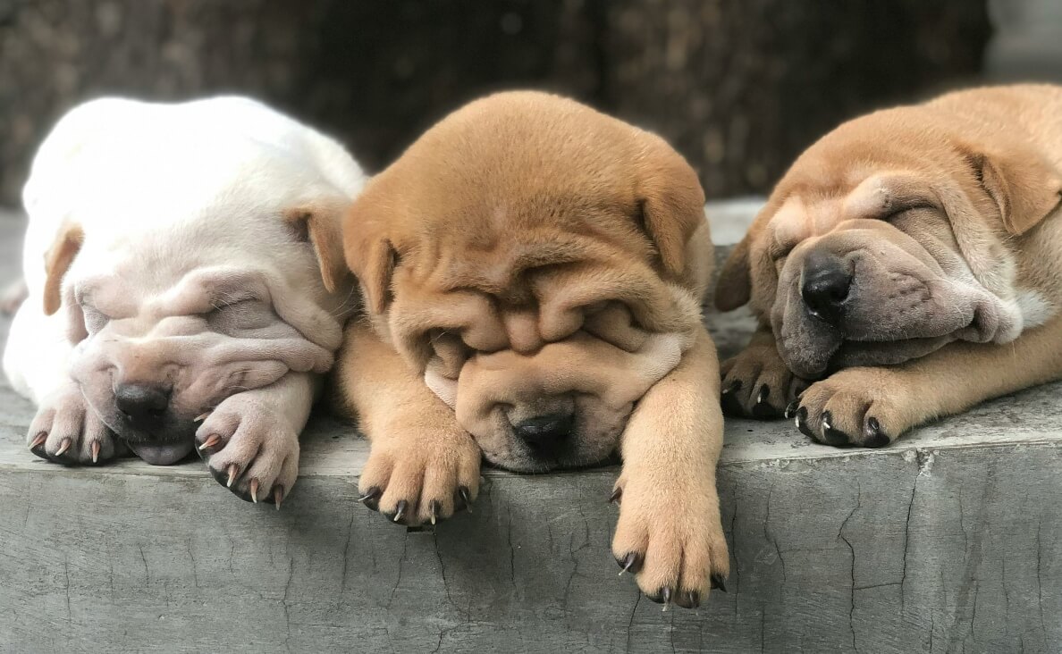 Do Puppies Remember Their Siblings - shar pei puppies