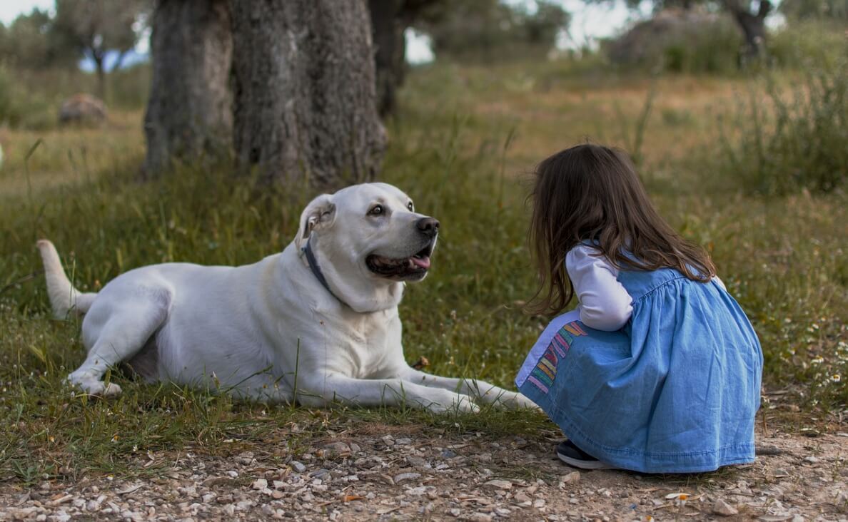 girl meeting yellow lab