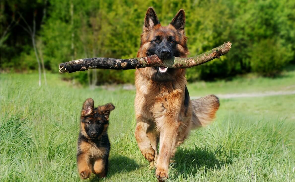OLDER DOG DOESN'T LIKE NEW PUPPY - OLDER AND YOUNGER GERMAN SHEPHERDS