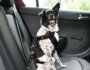 How to Choose the Right Car Restraint for Your Dog