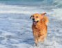 How to Teach Your Dog to Love Water and Swimming