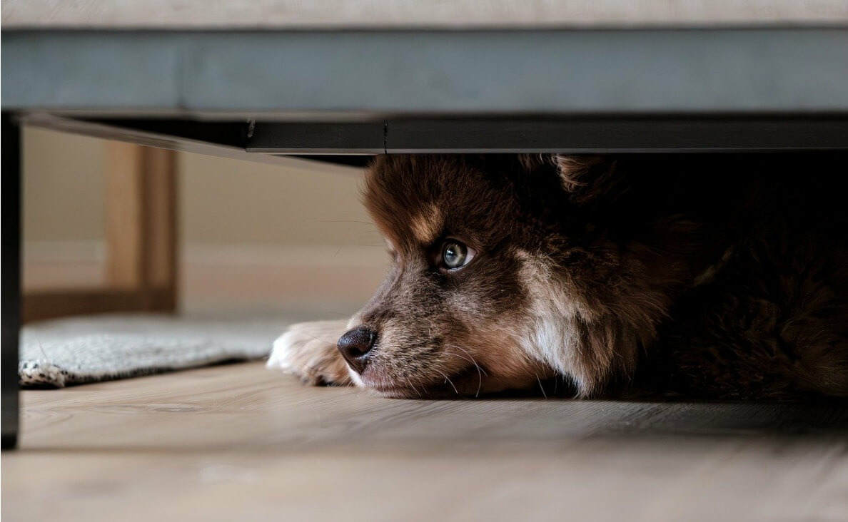 CAN DOGS SEE GHOSTS - furry dog hiding under the bed