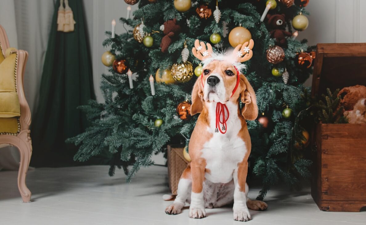 Ensuring a safe holiday gathering with your dog is essential to maintaining a stress-free and enjoyable celebration for both humans and pets alike. 