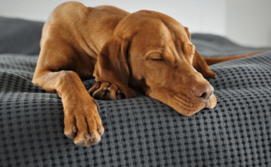 4 Reasons Your Dog Twitches in Their Sleep - Canine Campus Dog Daycare