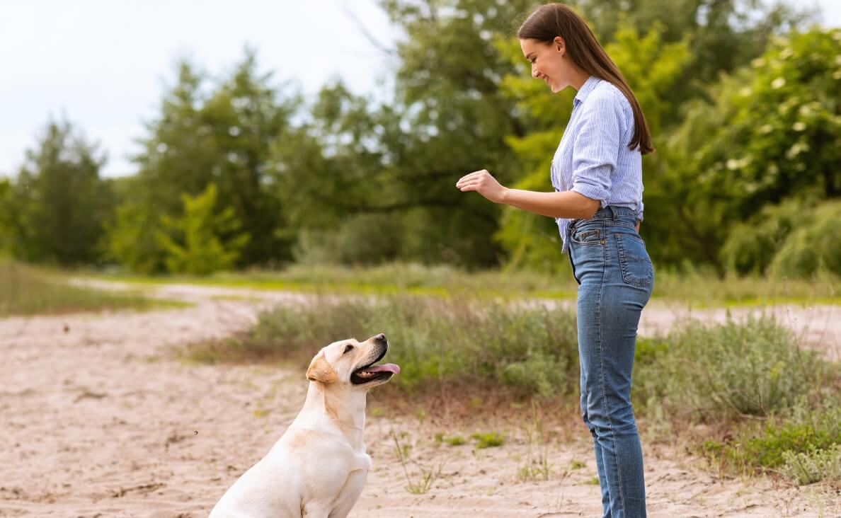 High Value Treats for Dogs: What They Are and How to Use Them