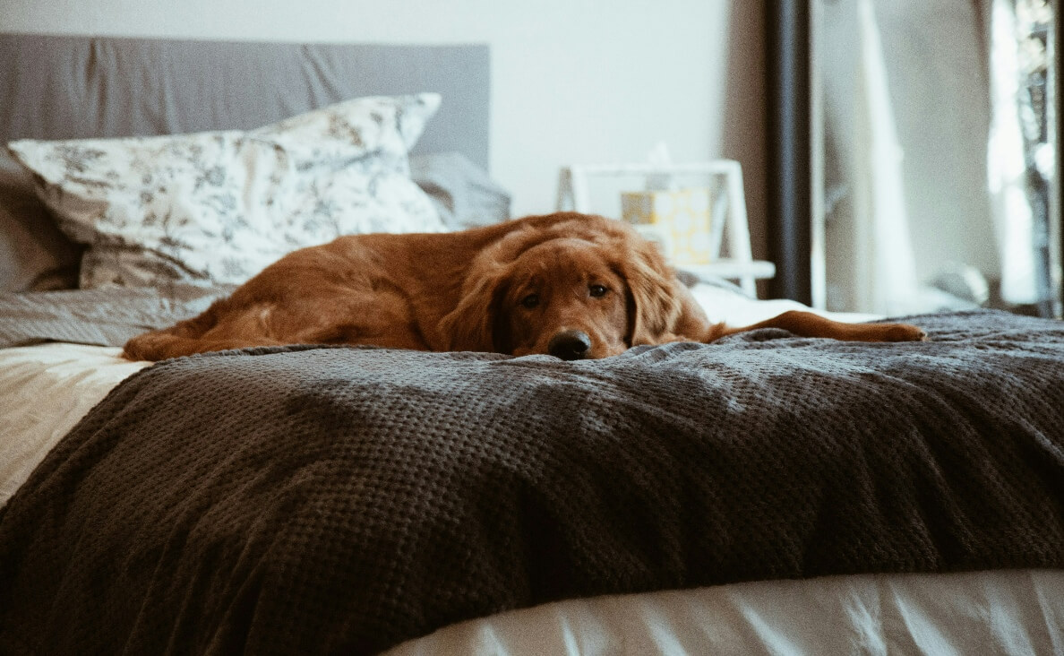 KENNEL COUGH IN DOGS - Irish Setter laying on bed