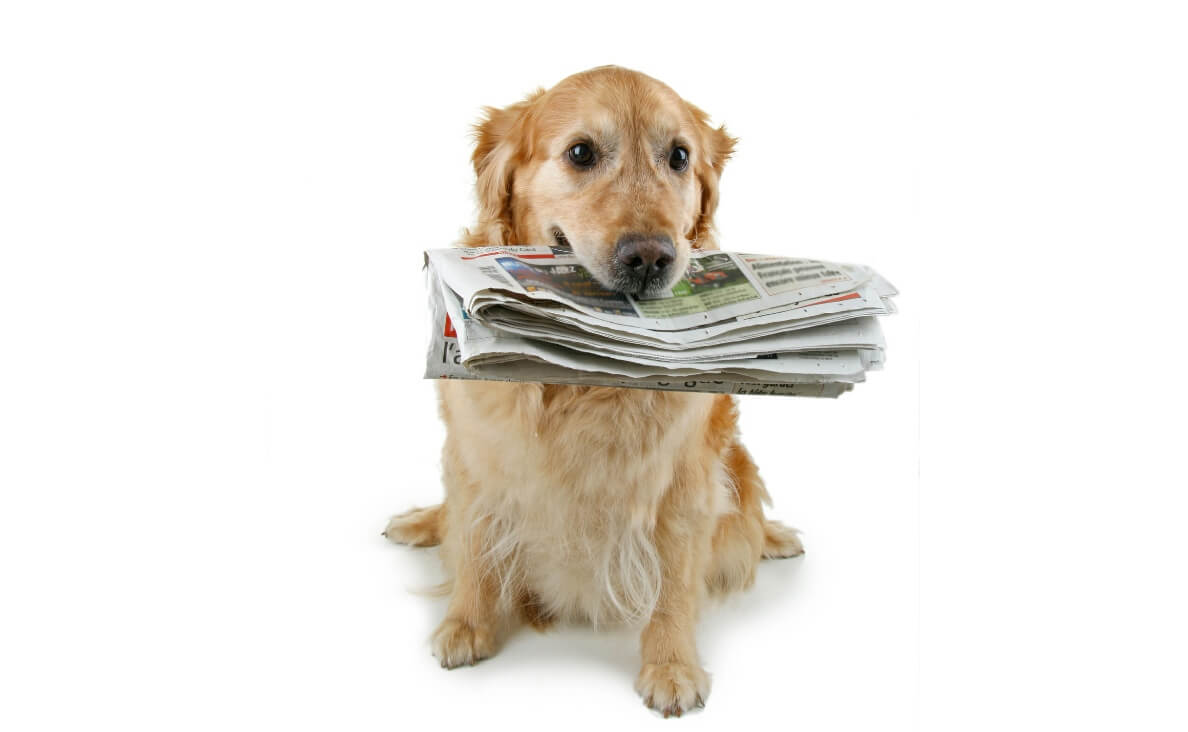 Household Chores - dog fetching the newspaper