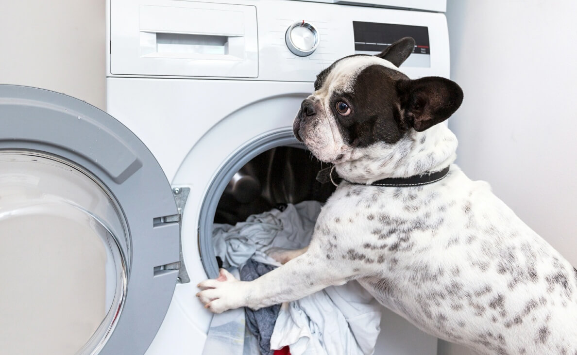 Household Chores - bulldog doing laundry